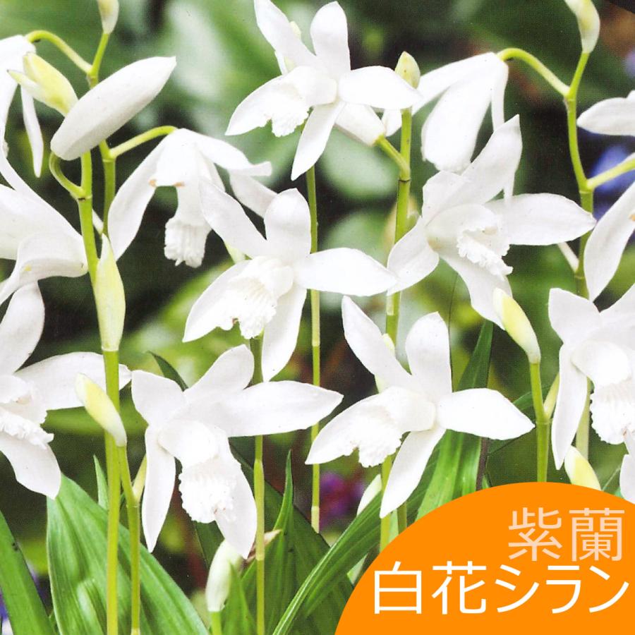 白花シラン シラン 紫蘭 紫ラン 絵袋２株入り 山野草 春植え球根 第四種郵便対応 72 Yamato Shiran Shirobana 渋谷園芸 植木鉢屋 通販 Yahoo ショッピング