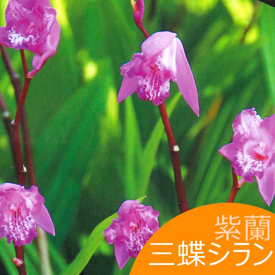 三蝶シラン シラン 紫蘭 紫ラン 絵袋1株入 山野草 春植え球根 第四種郵便対応 72 Yamato Shiran Trilip 渋谷園芸 植木鉢屋 通販 Yahoo ショッピング
