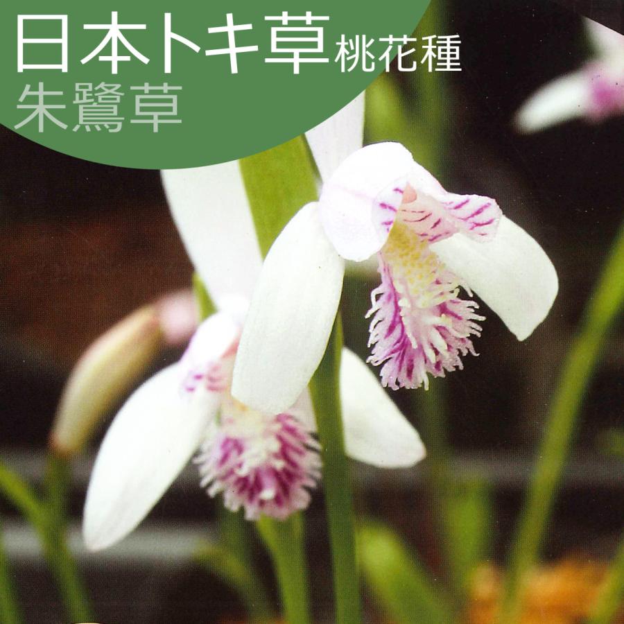 日本トキ草 桃花種 朱鷺草 トキソウ とき草 絵袋1株入り 山野草 春植え球根 第四種郵便対応 72 Yamato Toki Nihonmomo 渋谷園芸 植木鉢屋 通販 Yahoo ショッピング