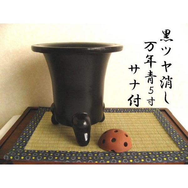 21新商品 おもと 宜興 サナ付 万年青鉢 黒ツヤ消し5号 盆栽