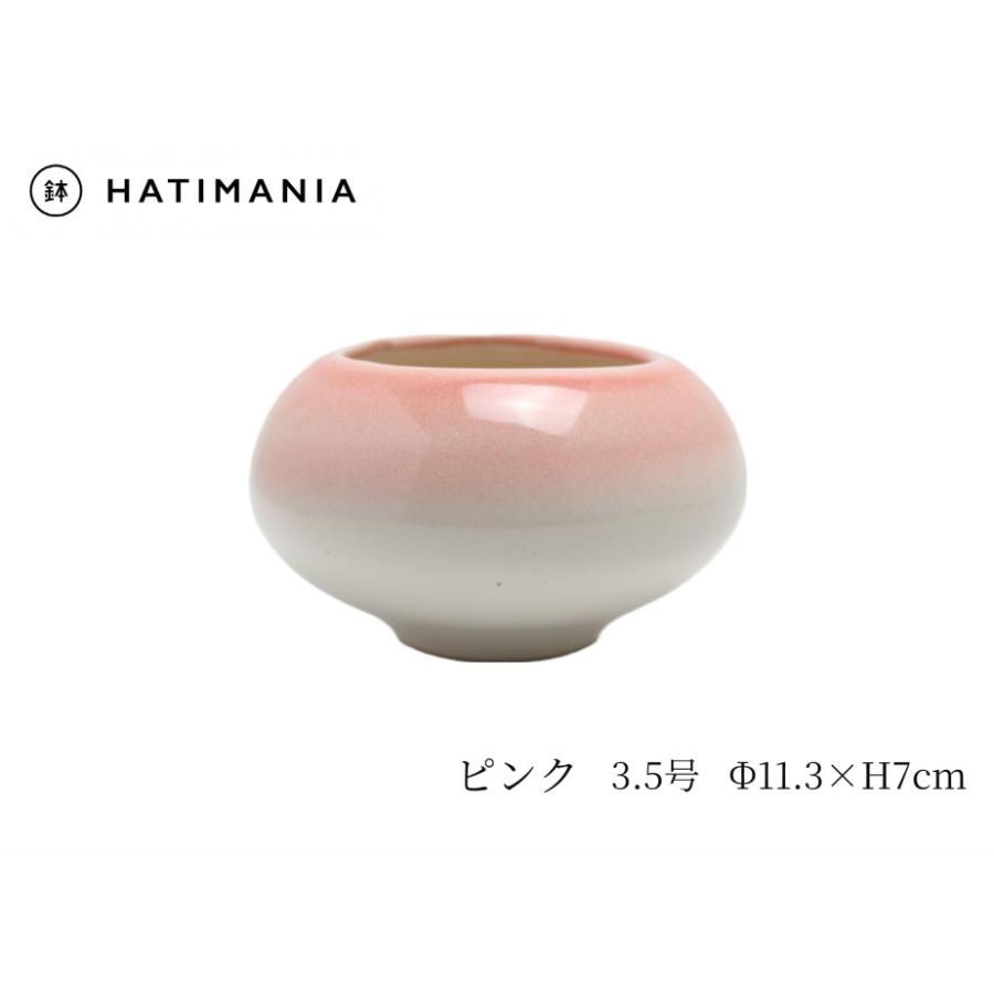 盆栽鉢　小品盆栽　山野草 山野草 草もの盆栽 | 那須 苔屋のブログ