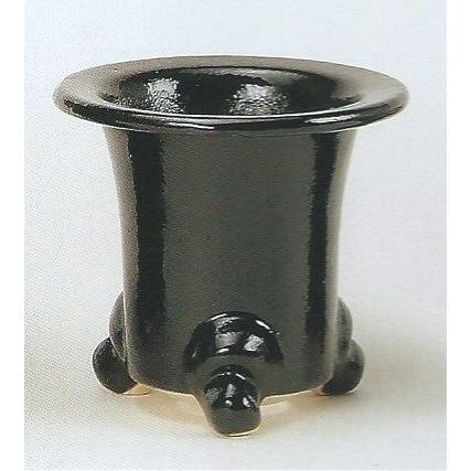 万年青 おもと 大勲 黄覆輪斑 6号陶器鉢つき 大鉢❗ ⑨ 万年青 おもと