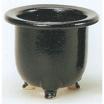 ≪値下げしました≫観音竹／おもと鉢 6鉢 数量限定】観音竹 カンノンチク 錦松 きんしょう プラ鉢｜観葉10-TU