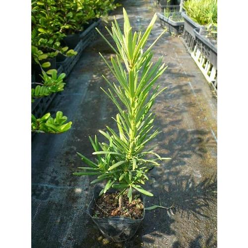 ラカンマキ 樹高0.3m前後 10.5cmポット （20本セット）（送料無料） 苗