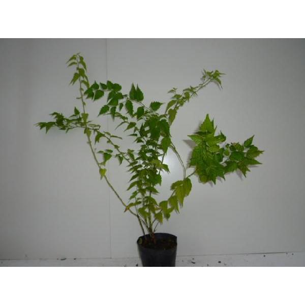 新しい到着 ヤエヤマブキ 樹高0 4m前後 15cmポット 本セット 送料無料 販売 苗 植木 苗木 庭木 垣根 生垣 生け垣 生垣用 目隠し 木 驚きの値段 Atempletonphoto Com