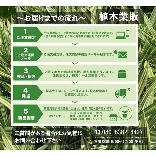 ブルーベリー・ティフブルー 樹高0.5m前後 15cmポット (20本セット) (送料無料) 販売 苗 植木 苗木 庭木 垣根 目隠し 木 ブルーベリー