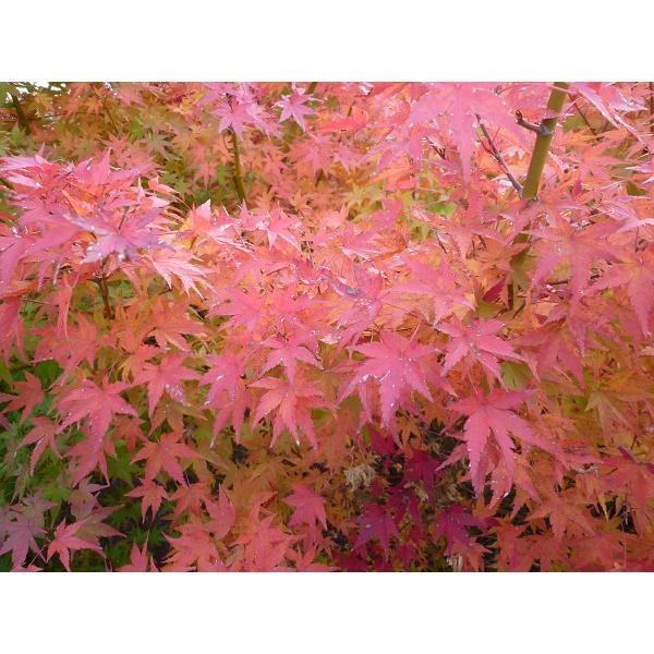 イロハモミジ 樹高0.5m前後 10.5cmポット （40本セット）（送料無料）  苗 植木 苗木 庭の画像