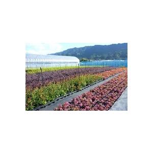 イロハモミジ 樹高0.5m前後 10.5cmポット （40本セット）（送料無料）  苗 植木 苗木 庭の画像