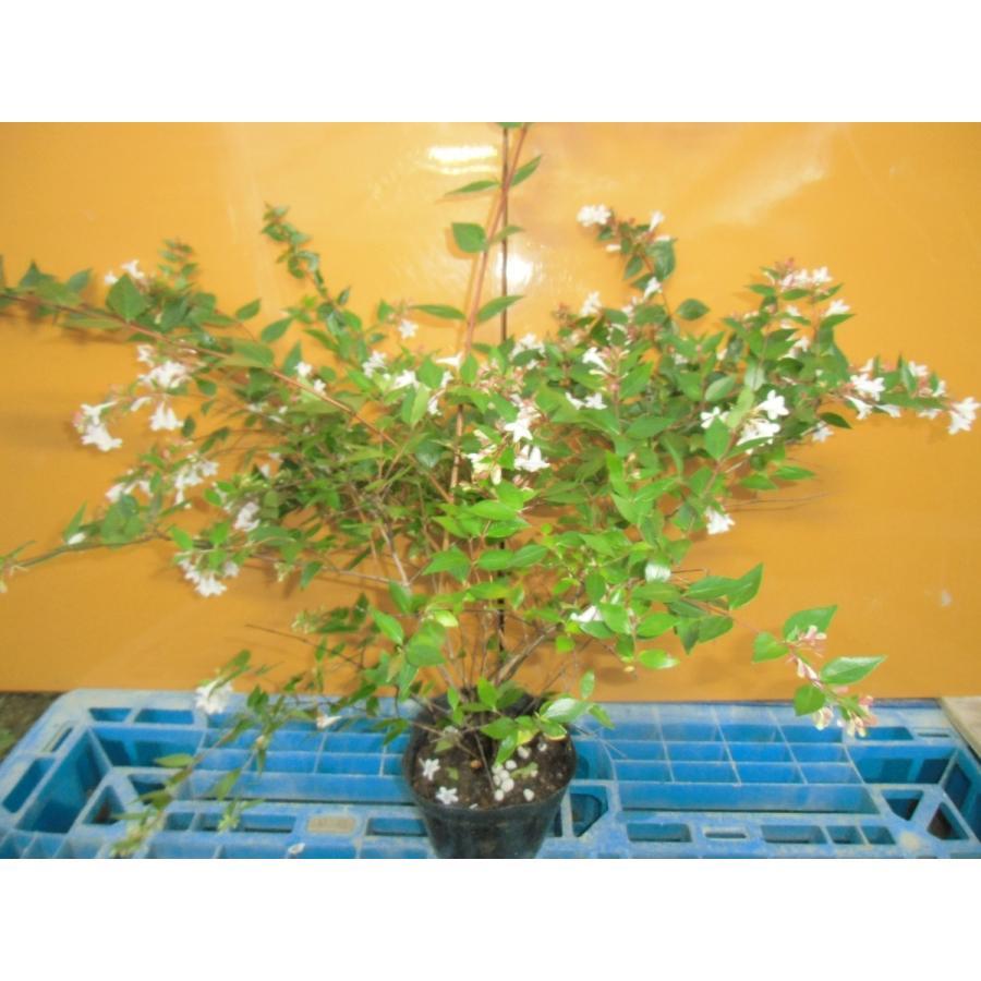 人気 アベリア 樹高0 3m前後 15cmポット 本セット 送料無料 販売 苗 植木 苗木 庭木 垣根 生垣 生け垣 生垣用 目隠し 木