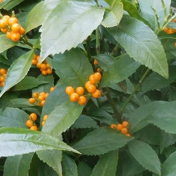 新しいコレクション センリョウ 黄実 樹高0 4m前後 15cmポット 15本セット 送料無料 販売 苗 植木 苗木 庭木 垣根 生垣 生け垣 生垣用 目隠し 木 植木業販 通販 Yahoo ショッピング 高速配送 Www Jolimmo Ch