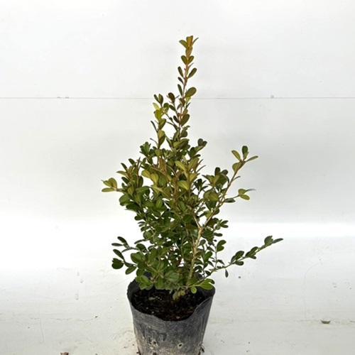 ボックスウッド 樹高0 4m前後 15cmポット 本セット 送料無料 販売 苗 植木 苗木 庭木 垣根 生垣 生け垣 生垣用 目隠し 木 植木業販 通販 Yahoo ショッピング