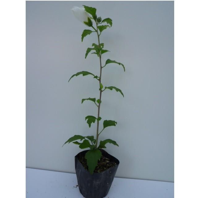 ムクゲ 樹高0 5m前後 10 5cmポット 単 品 販売 苗 植木 苗木 庭木 垣根 生垣 生け垣 生垣用 目隠し 木 植木業販 通販 Yahoo ショッピング
