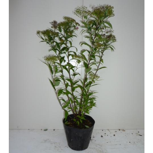 人気が高い シモツケ 樹高0 4m前後 15cmポット 単品 販売 苗 植木 苗木 庭木 垣根 生垣 生け垣 生垣用 目隠し