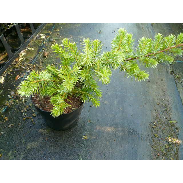 75円 おすすめネット ブルーパシフィック 長さcm前後 9cmポット 単品 販売 苗 植木 苗木 庭木 グランドカバー 下草 寄せ植え 低木