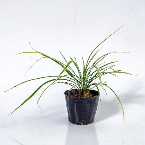 売り切れ必至 シルバードラゴン 10 5cmポット 50本セット 送料無料 販売 苗 植木 苗木 庭木 グランドカバー 下草 寄せ植え 低木 新発 Technet 21 Org