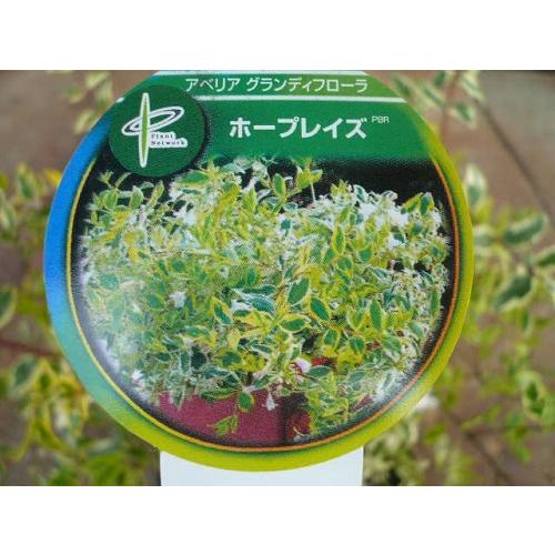 アベリア ホープレイズ 樹高0.1m前後 15cmポット （20本セット）（送料無料）  苗 植木 苗木 庭｜uekigyouhan｜04