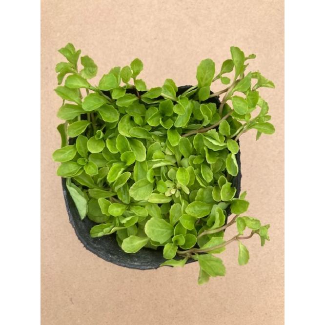 サギゴケ シロバナサギゴケ 9cmポット 販売 苗 植木 苗木 庭木 グランドカバー 下草 寄せ植え 低木 見事な創造力