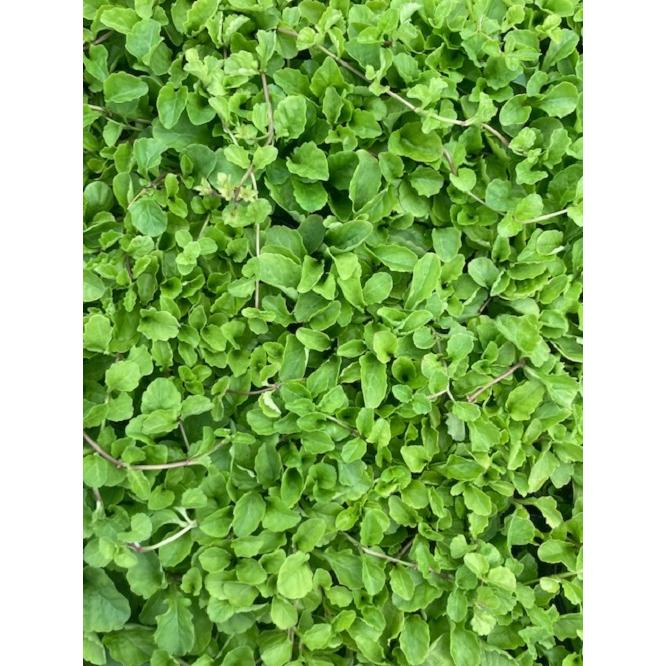 サギゴケ ムラサキサギゴケ 9cmポット 84本セット 送料無料 苗 植木 苗木 グランドカバー プレゼントを選ぼう