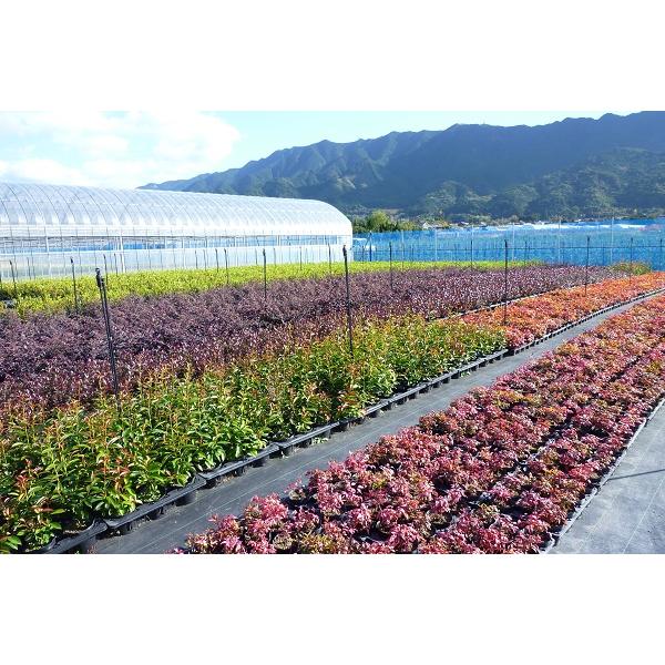 ナナミノキ 樹高0.5m前後 10.5cmポット （50本セット）（送料無料） 苗 植木 苗木 庭_2