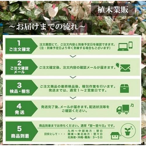 ユズリハ 樹高0.5m前後 10.5cmポット （50本セット）（送料無料） 苗 植木 苗木 庭_5