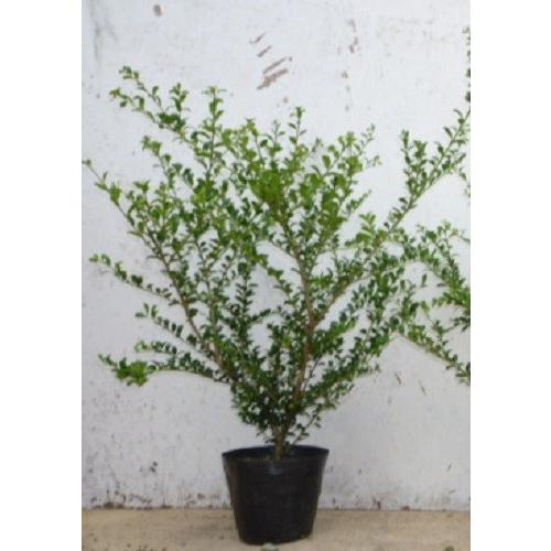 172円 贅沢品 マメツゲ 樹高0 4m前後 15cmポット 単品 販売 苗 植木 苗木 庭木 垣根 生垣 生け垣 生垣用 目隠し