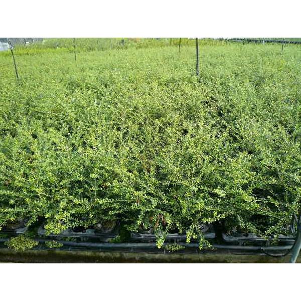 172円 贅沢品 マメツゲ 樹高0 4m前後 15cmポット 単品 販売 苗 植木 苗木 庭木 垣根 生垣 生け垣 生垣用 目隠し