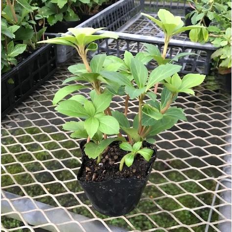 フッキソウ 9cmポット 単品 販売 苗 植木 苗木 庭木 グランドカバー 下草 寄せ植え 低木 811 植木業販 通販 Yahoo ショッピング