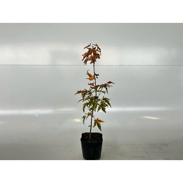 イロハモミジ 樹高0.5m前後 10.5cmポット （50本セット）（送料無料）  苗 植木 苗木 庭の画像