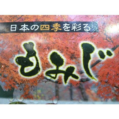 イロハモミジ 樹高0.5m前後 10.5cmポット （50本セット）（送料無料）  苗 植木 苗木 庭の画像