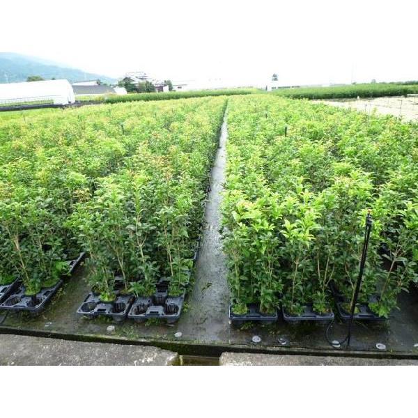 ギンモクセイ 樹高0.8m前後 15cmポット （15本セット）（送料無料）  苗 植木 苗木 庭の画像