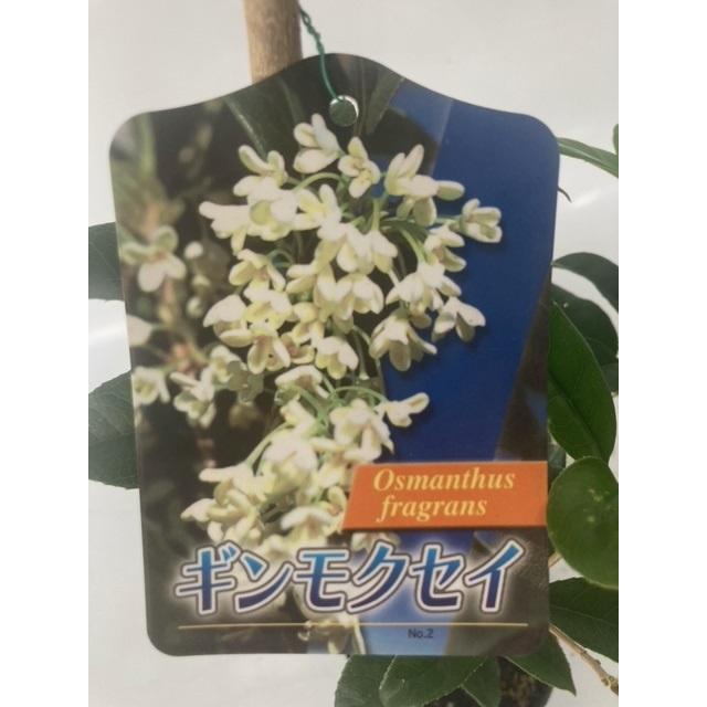 ギンモクセイ 樹高0.8m前後 15cmポット （15本セット）（送料無料）  苗 植木 苗木 庭の画像