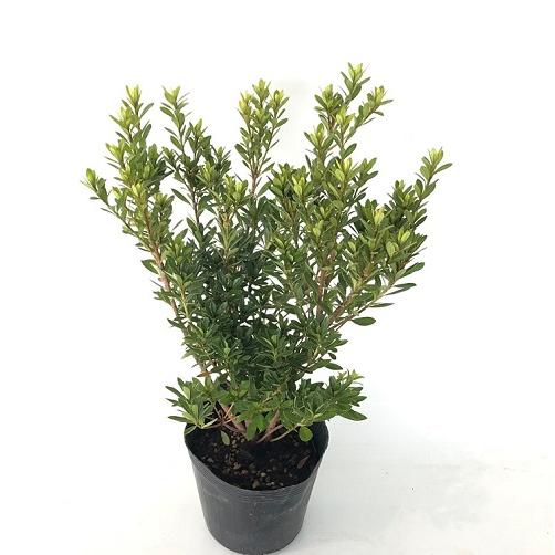 正規店仕入れの サツキツツジ 樹高0 2m前後 12cmポット 30本セット 送料無料 販売 苗 植木 苗木 庭木 垣根 生垣 生け垣 生垣用 目隠し 木 Qset2971 植木業販 通販 Yahoo ショッピング 海外最新 Www Maxipiso Com Ar