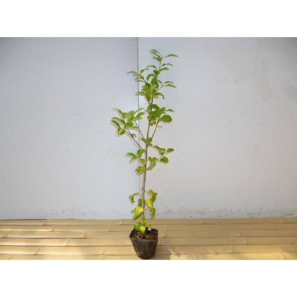 残りわずか ソヨゴ 樹高0 3m前後 10 5cmポット 50本セット 送料無料 販売 苗 植木 苗木 庭木 垣根 生垣 生け垣 生垣用 目隠し 木 最新の激安 Seasonarians Co Uk