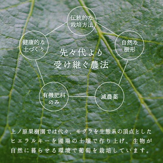 種なし巨峰２kg《減農薬》長野の果樹園直送！3〜4房【本州送料込み！】｜uenoharakajuen｜04