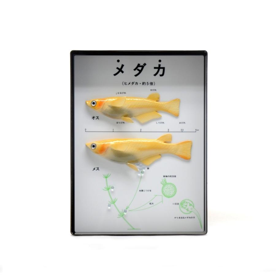 メダカの雄雌模型 2種