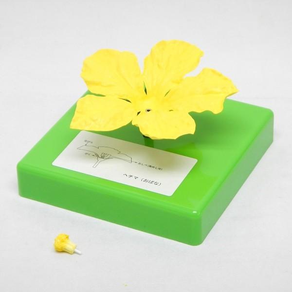 花の構造模型 ヘチマ 雄花 Nrzr4drjkq 上野科学社ヤフーショッピング店 通販 Yahoo ショッピング