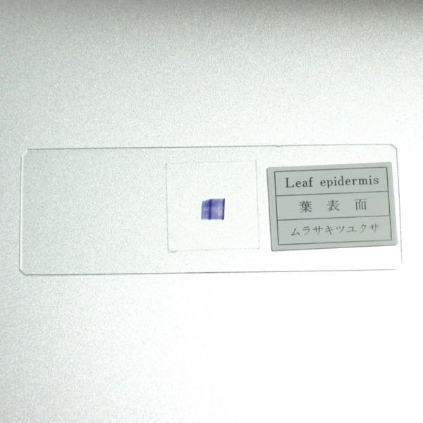 顕微鏡プレパラート上野科学社製植物組織74種