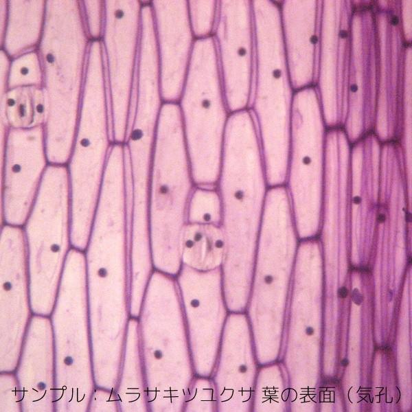 植物プレパラート 10種（顕微鏡標本セット） : 上野科学社Yahoo!SHOP