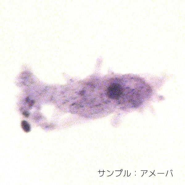 動物プレパラート 20種（顕微鏡標本セット） : 上野科学社Yahoo!SHOP