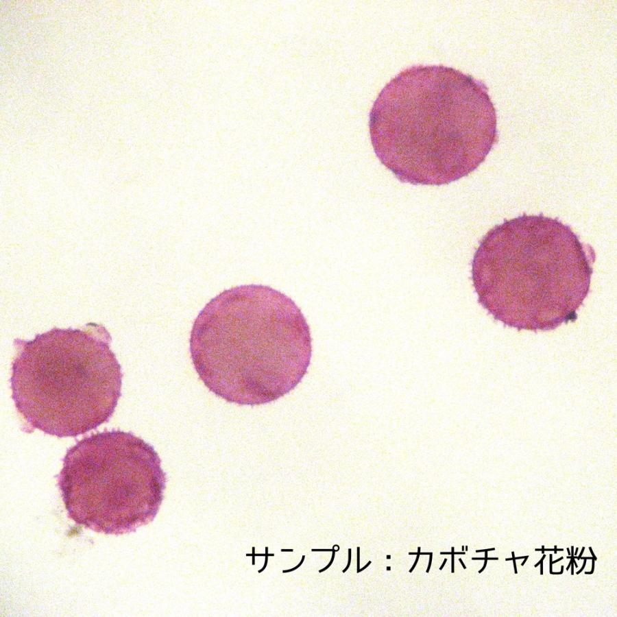 花粉プレパラート 10種 顕微鏡用標本セット Nw2j7bgpcc 上野科学社yahoo Shop 通販 Yahoo ショッピング
