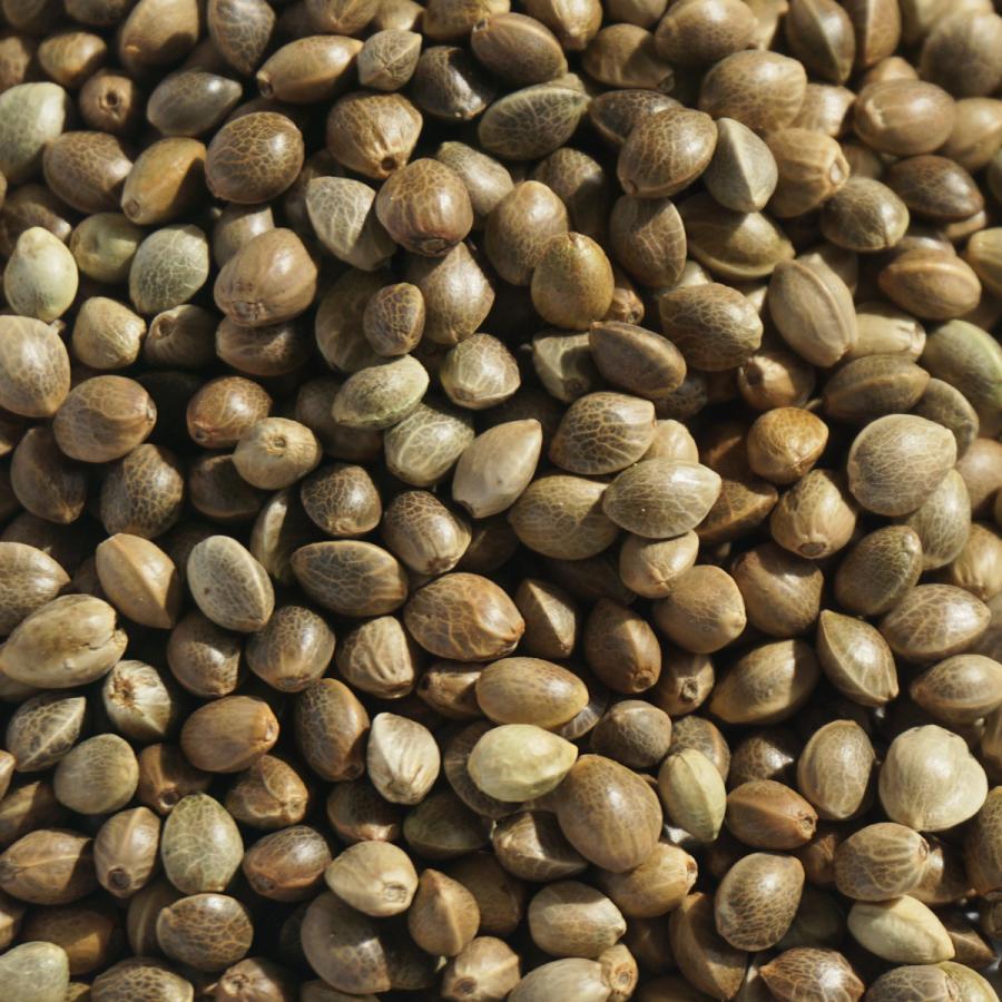 麻の実 100g 大津屋 業務用 ハーブ ティー ポプリ 種 ホール cannabis