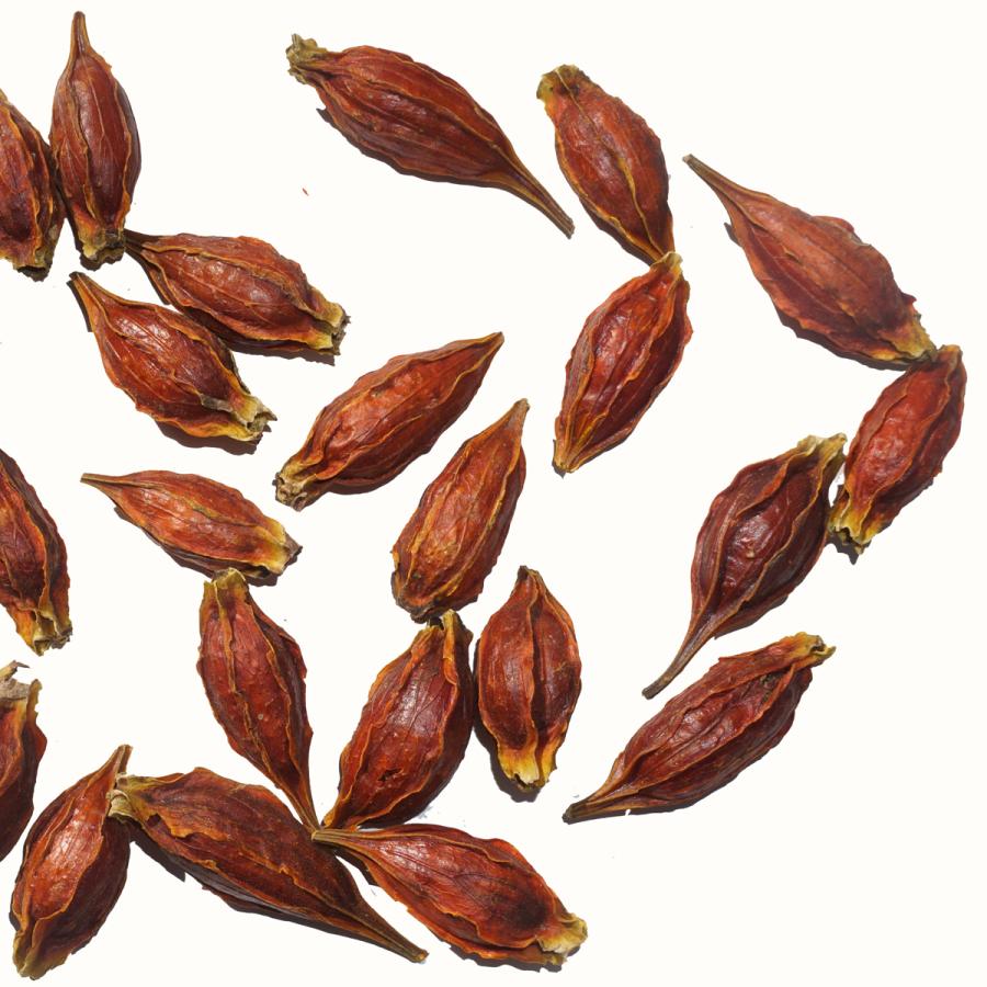 クチナシ 原形 50g くちなし 梔子 巵子 支子 センプク せんぷく 山梔子