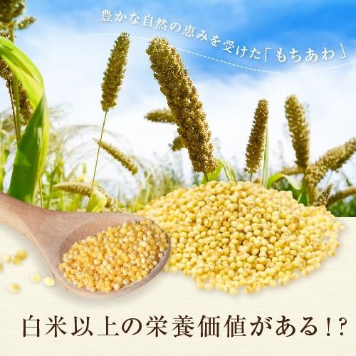 もちあわ 20kg アワ 粟 あわ 糯アワ foxtail millet bengal grass 穀物 雑穀米 : アメ横大津屋スパイス・豆 ...