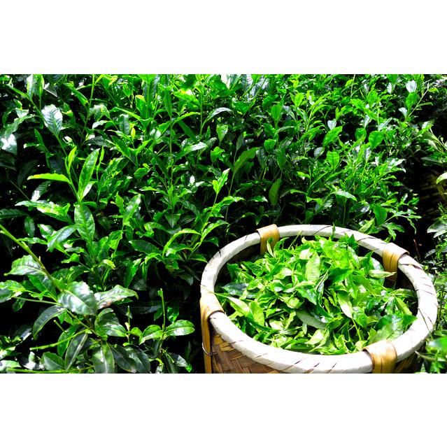 宇治茶 平ケース 200g 2本 入 煎茶 国内産 玉露 玄米茶 かりがね |  | 01