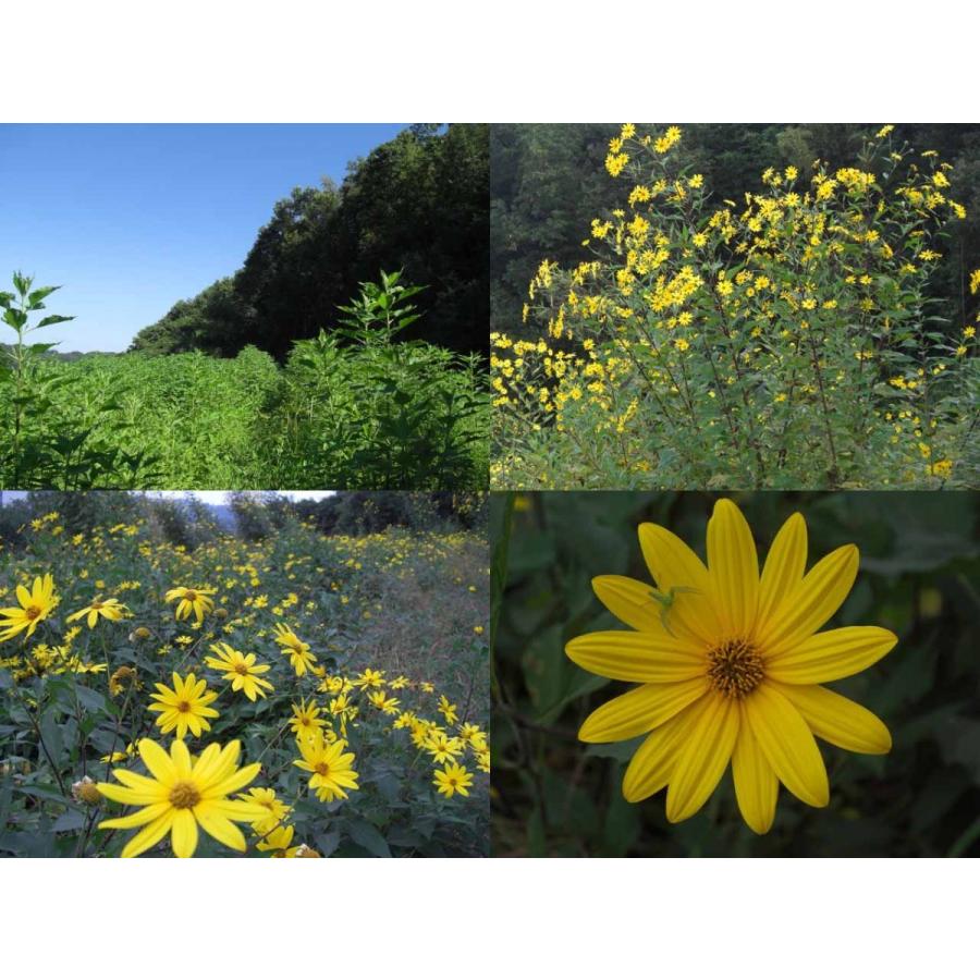 予約販売 本 きくいも キクイモ粉末80g 25 50日分 菊芋100 3個まで送料295円 4個以上で送料無料 Wantannas Go Id