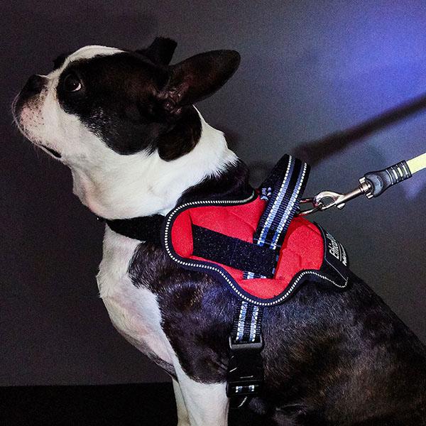 (12個セット) ペティオ 犬用胴輪 EthicalDoor イージーウェアハーネス S レッド エシカルドア クッション 小型犬用 撥水