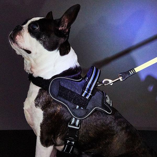 (12個セット) ペティオ 犬用胴輪 EthicalDoor イージーウェアハーネス S ブラック エシカルドア クッション 小型犬用 撥水