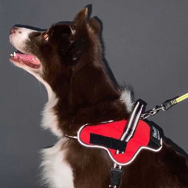 (6個セット) ペティオ 犬用胴輪 EthicalDoor イージーウェアハーネス M レッド エシカルドア クッション 中型犬用 撥水 やわらか