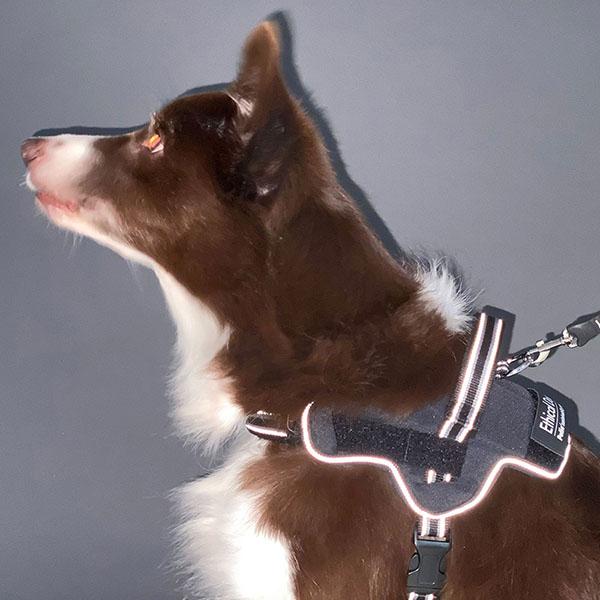 (6個セット) ペティオ 犬用胴輪 EthicalDoor イージーウェアハーネス M ブラック エシカルドア クッション 中型犬用 撥水