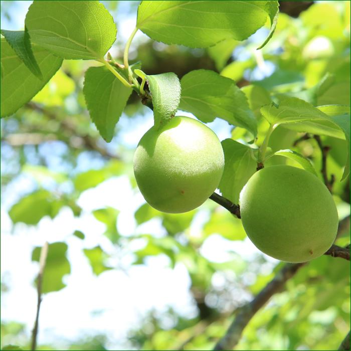 6月下旬 日時指定ok 山形県産 青梅 5kg 梅 梅干し 梅シロップ 白加賀梅 節田梅 豊後梅 南高梅 産地直送 送料無料 お取り寄せ 人気 旬 Y Ume 5kg 竹城青果 通販 Yahoo ショッピング